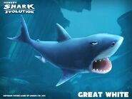 Great White Shark picture