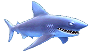 Mako Shark