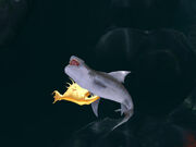 Tiger Shark being bitten.jpg