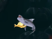 A gold Anglerfish biting Tiger Shark