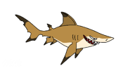 Drawing of the Blacktip Reef Shark