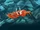 Red Crab