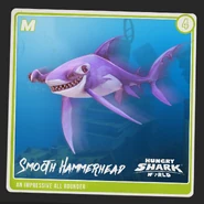 Smooth Hammerhead Shark