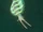 Anomalocaris