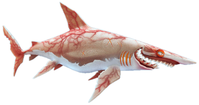 Bull Shark, Hungry Shark Wiki