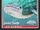 Whale Shark