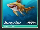 Blacktip Reef Shark