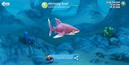 New Whitetip Reef Shark redesign