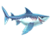 Porbeagle Shark