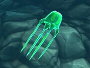 Box Jellyfish