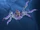 Spider Crab