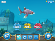 Whitetip Reef Shark at maximum stats
