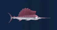 A Sailfish in Hungry Shark Evolution.