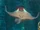 Mobula Ray