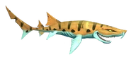 Leopard Shark