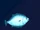 Flounder