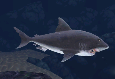 great white shark evolution