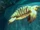 Archelon