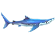 Blue Shark
