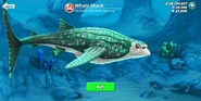 New Whale Shark redesign