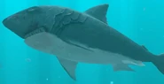 Enemy megalodon in gameplay.