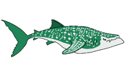 Drawing of Whale Shark