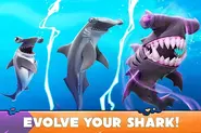 Hammerhead Evolving in 3 tiers