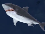 Evil Great White Shark