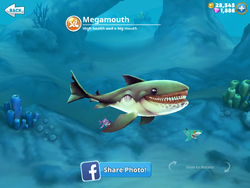 The shark with a big mouth, Megamouth shark from hungry shark world.