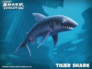 Tiger Shark picture