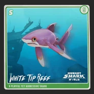 Whitetip Reef Shark