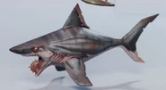Helicoprion