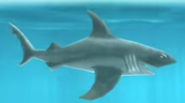 Hammerhead Shark (original counterpart)