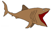 Basking Shark.png (53 KB) Drawing of Basking shark