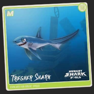 Thresher Shark