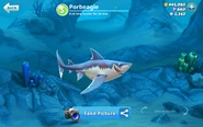 Porbeagle New Design