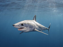 How-mako-sharks-can-swim-as-fast-as-80-miles-per-hour