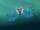 Blue Crab