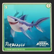 Porbeagle Shark