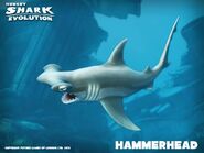 Hammerhead picture