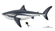Carcharocles Megalodon