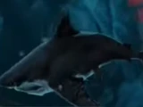 Shadow Shark