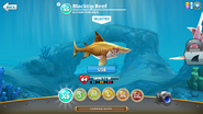 Level 1 Blacktip Reef Shark.