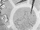 Niels evolving.png