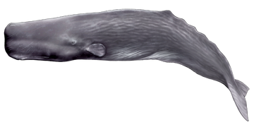 THE SPERM WHALE 5.9 フィン有 スパムホエール SPERM WHALE】カスタムボード | サーフィンスクール 千葉市稲毛