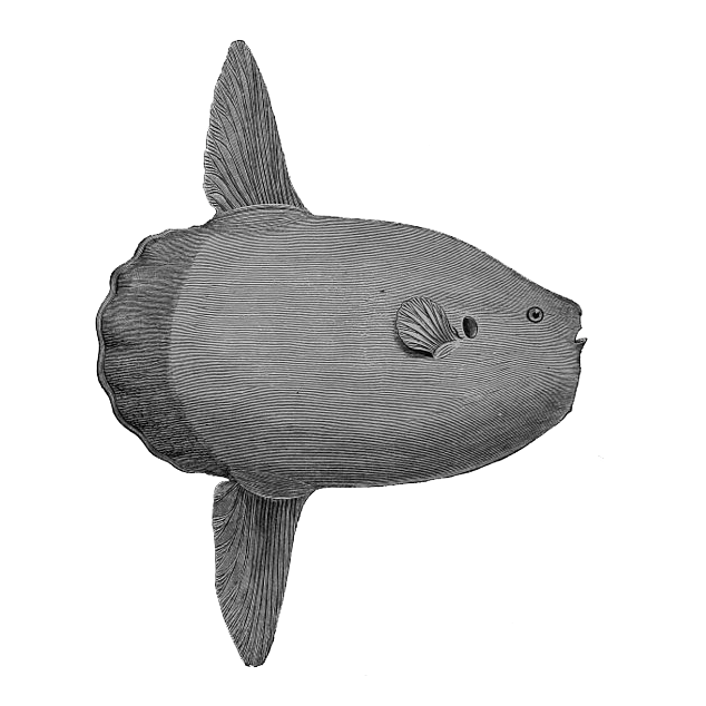 Sunfish | Hungry-Shark Fanon Wiki | Fandom