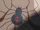 Hisoka's tattoo HXH 99 EP42.png