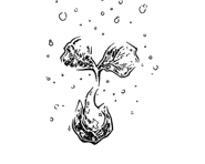 Bill's ability, Erigeron