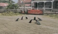 Crows on the ground