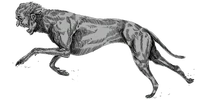 Greyhound